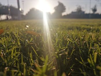 Sunlight streaming through plants on field