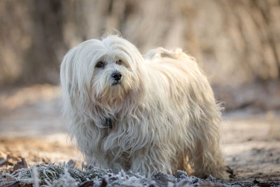 Close-up of dog outdoors