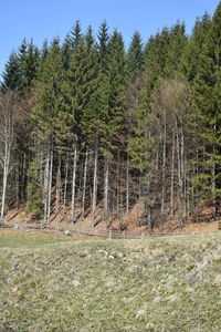 View of pine trees in forest