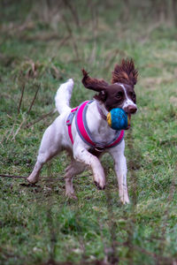 domestic animals