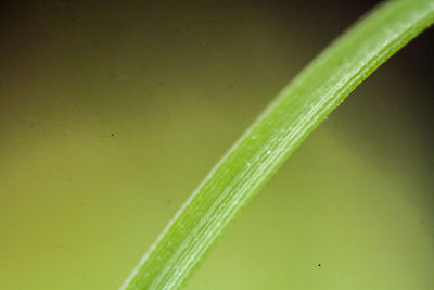 Close up of green grass