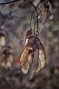 Close-up of dried leaves hanging on tree