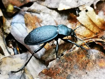 High angle view of insect