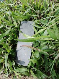 High angle view of wet leaf on field