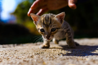 Close-up of kitten on carpet