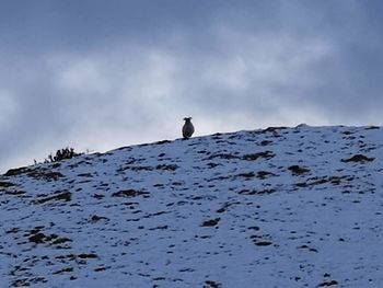 Low angle view of bird perching on snow covered mountain against sky