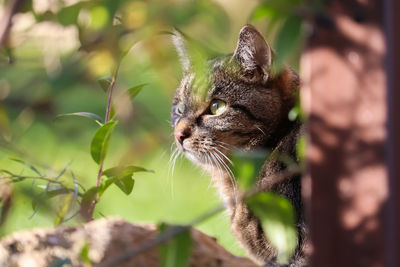 Close-up of a cat looking away