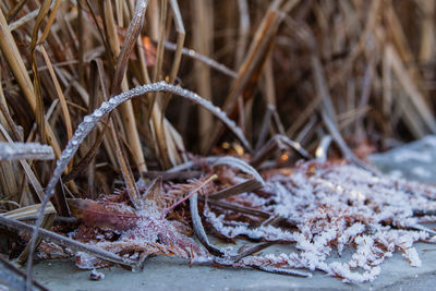 Close-up of dried plant on snow covered land