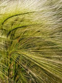 Close-up of wheat growing on field