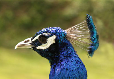 Close-up of peacock