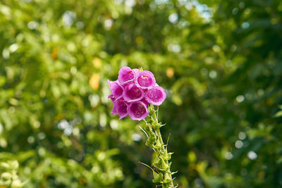 Close-up of pink flowering plant