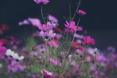 Pink flowers blooming outdoors