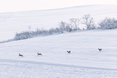 View of birds on snow covered landscape