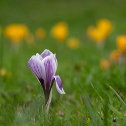 Close-up of purple crocus flower on field