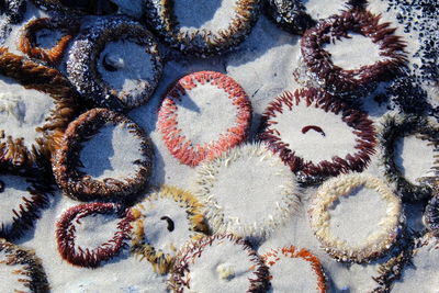 Full frame shot of tree