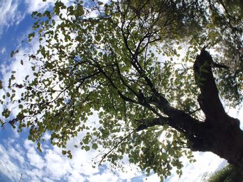 Low angle view of trees against sky