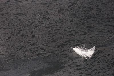 High angle view of white feather floating on spilled oil