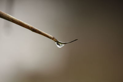 Close-up of water drop on twig