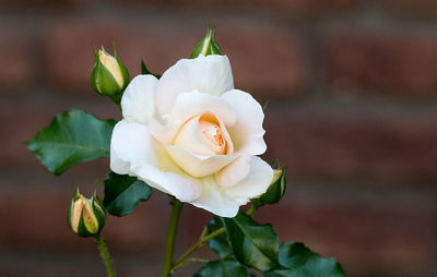 Close-up of a rose against blurred background