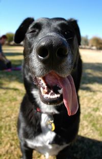 Close-up of dog on field