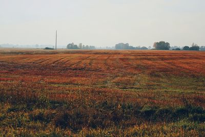 Scenic view of rural landscape