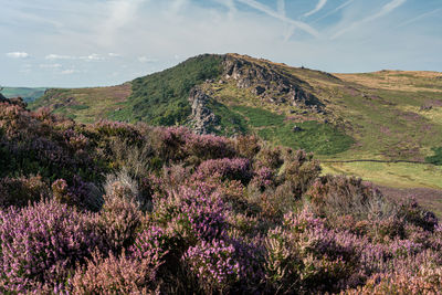 Panoramic view of flowering plants on land against sky