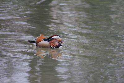 Bird swimming in lake