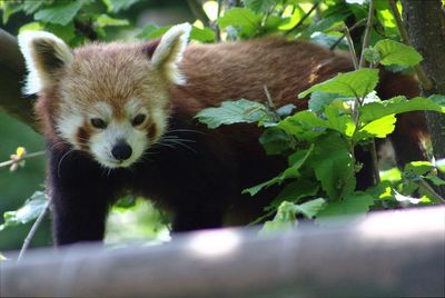 Close-up of red panda