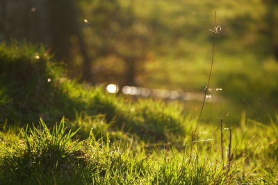 Close-up of grass growing on field