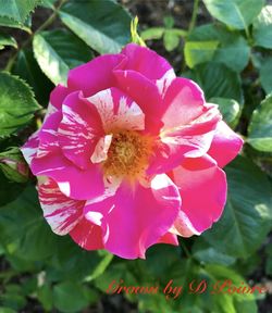 Close-up of pink flower blooming outdoors