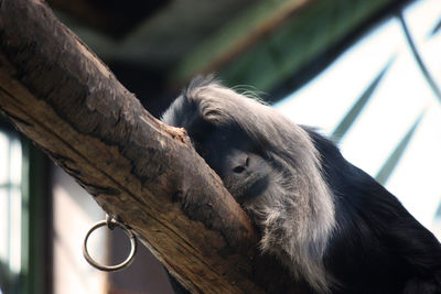 Low angle view of a monkey on tree