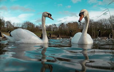 Swans swimming in lake against sky