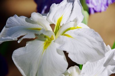 Close-up of white flowering plant