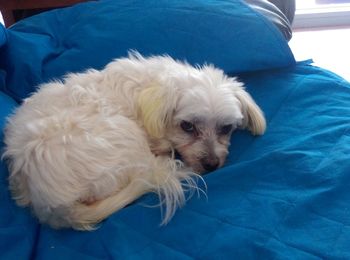 Close-up of puppy relaxing on bed