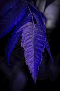 Close-up of purple flowering plant