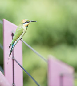 Close-up of bird perching on leaf