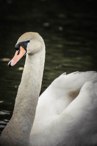 Close-up of swan swimming in lake