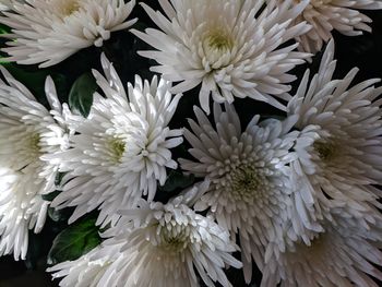 Close-up of white flowers blooming outdoors