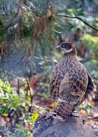 Close-up of bird perching on tree