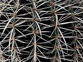 Full frame shot of dry plants