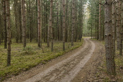Dirt road passing through forest