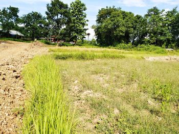 Scenic view of field against trees