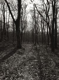 Bare trees in forest