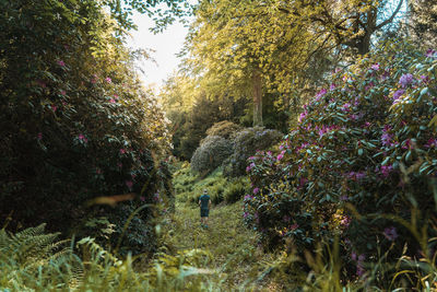 View of flowering plants in backyard