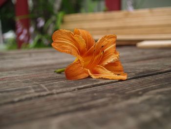 Close-up of autumnal leaves on wood