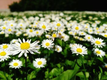 Close-up of white daisy flowers