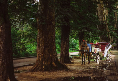 Table and chairs sitting on chair by trees in forest