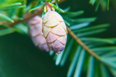 Close-up of plant