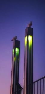 Low angle view of bird perching on illuminated light against sky