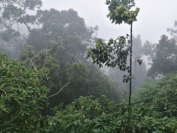 Trees and plants in forest during foggy weather